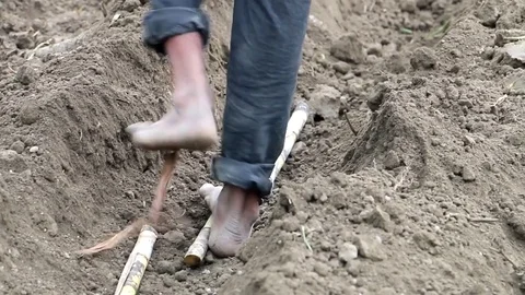 The Peasant Is Planting A Sugar Cane Stock Footage 83246548