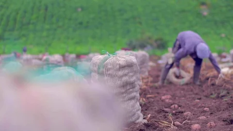 Peasant putting potatoes on a burlap sack on country field Stockbeeldmateriaal 75167207