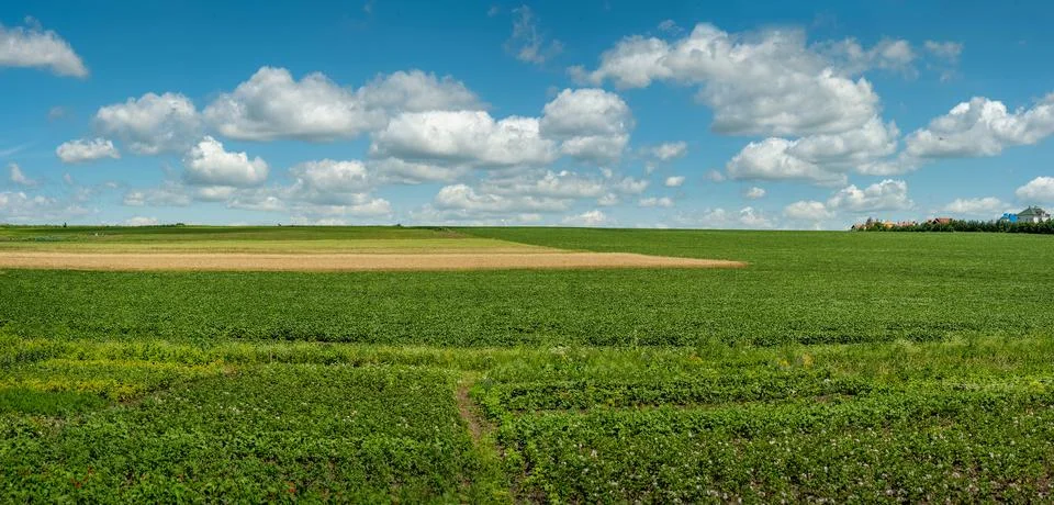 Peasant vegetable fields in the foreground, potato blossoms, green soybeans a Stock Photos