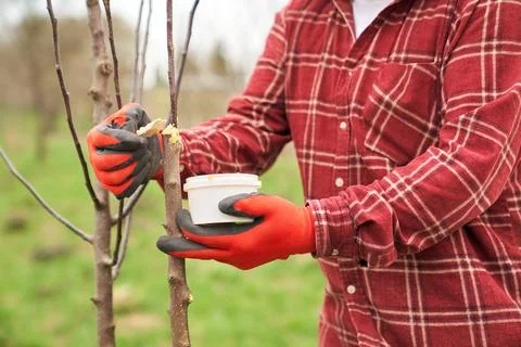 Peasant working in orchard. Stock Photos