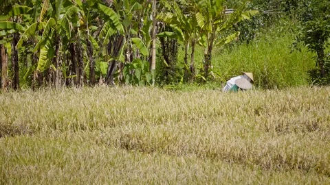 Peasants work on rice fields in Bali, Indonesia Vidéo 87486410