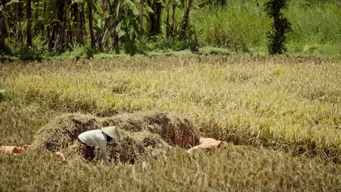 Peasants work on rice fields in Bali, Indonesia Vidéo 87486471