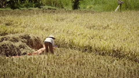 Peasants work on rice fields in Bali, Indonesia Vidéo 87486522