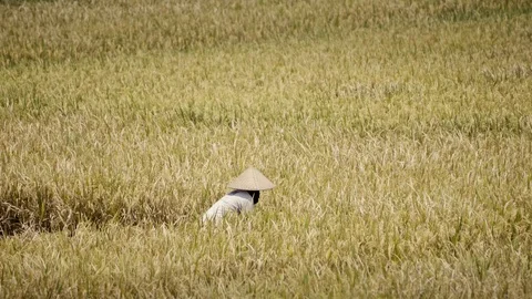Peasants work on rice fields in Bali, Indonesia Vidéo 87486533