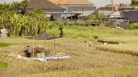 Peasants work on rice fields in Bali, Indonesia Vidéo 87486576