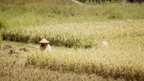 Peasants work on rice fields in Bali, Indonesia Vidéo 87486701