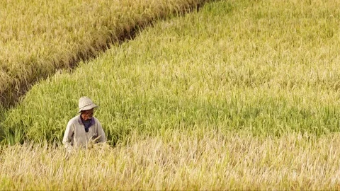 Peasants work on rice fields in Bali, Indonesia Vidéo 87486789