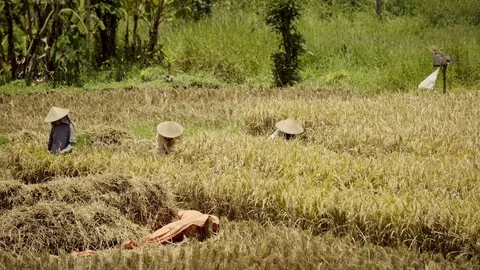 Peasants work on rice fields in Bali, Indonesia Vidéo 87486818