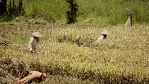 Peasants work on rice fields in Bali, Indonesia Vidéo 87486831