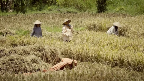 Peasants work on rice fields in Bali, Indonesia Vidéo 87486857