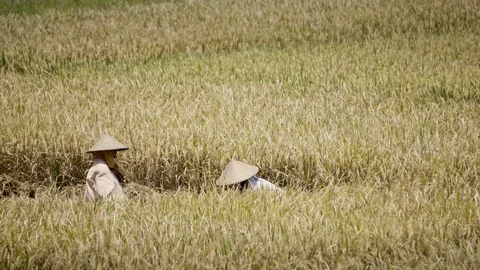 Peasants work on rice fields in Bali, Indonesia Vidéo 87486931