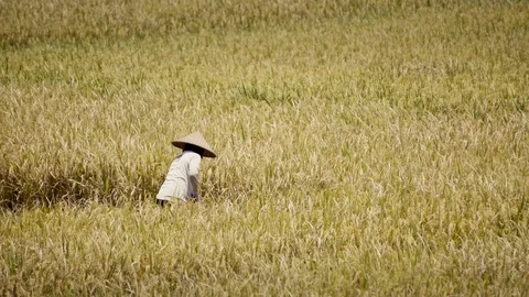 Peasants work on rice fields in Bali, Indonesia Vidéo 87486952