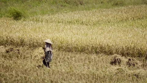 Peasants work on rice fields in Bali, Indonesia Vidéo 87486998
