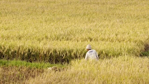 Peasants work on rice fields in Bali, Indonesia Vidéo 87487130