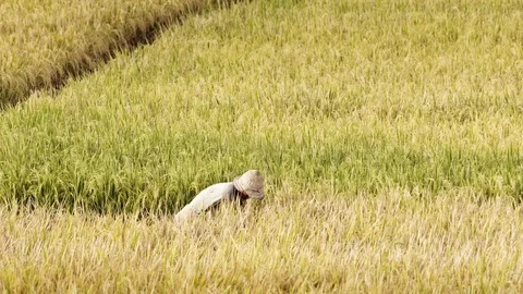Peasants work on rice fields in Bali, Indonesia Vidéo 87487172