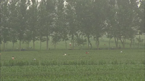 Peasants working in the fields growing beans and corn Stock Footage 131297751