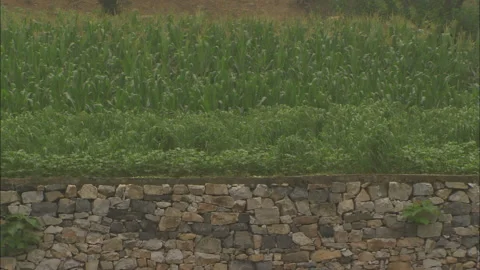 Peasants working in the fields growing beans and corn Stock Footage 131297958