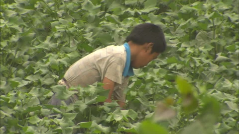 Peasants working in the fields growing beans and corn Stock Footage 131298027