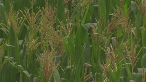 Peasants working in the fields growing beans and corn Stock Footage 131298406