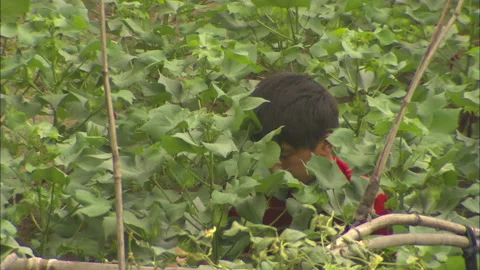 Peasants working in the fields growing beans and corn Stock Footage 131298408