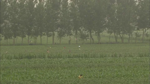 Peasants working in the fields growing beans and corn Stock Footage 131298498