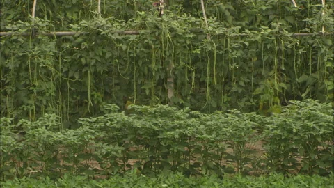 Peasants working in the fields growing beans and corn Stock Footage 131298826