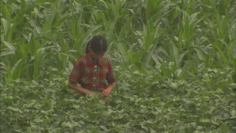 Peasants working in the fields growing beans and corn Stock Footage 131299565