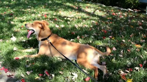 Peascefull Canine Stock-Footage 12397835