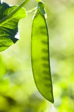 Peasecod is appeared through with sun Stock Photos