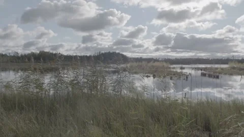 Peat Bog Stock Footage 218977176