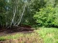 Peat bog moor nature fern and birch forest landscape pathway Photo