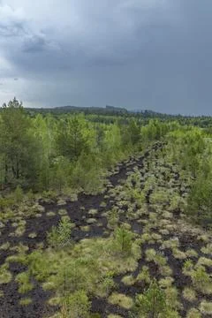 Peat bog near Soumarsky most (Soumarske raseliniste), Nation park Sumava, C.. Stock Photos