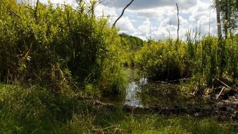 Peat bogs. Peat bogs in nature. wild nature. 87 Stock Footage 92730128