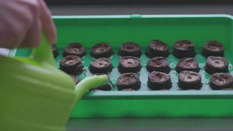Peat capsule container for growing young vegetables Stock Footage 150758632