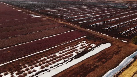 Peat extraction site. The drained areas of the bog are used for peat extraction Stock Footage 172373841