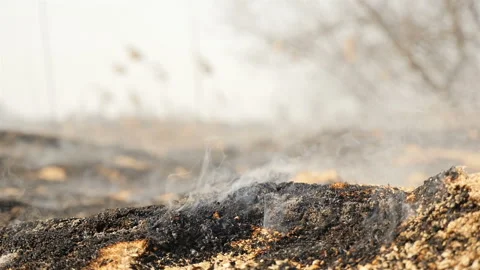 The peat field is on fire. Close-up. Burnt Earth. Ecological catastrophy Stock Footage 134389055
