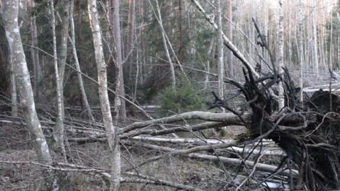 Peat fire; ground fire in boreal mixed forests Stock Footage 133397583