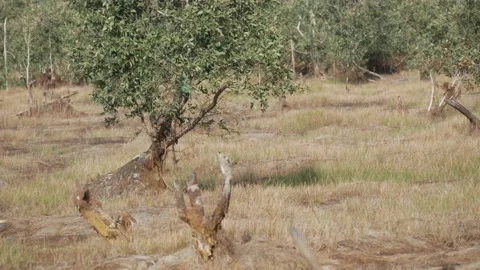Peat forest trees with burned stumps on dry season Video stock 158408380