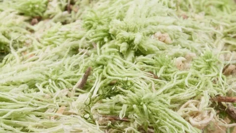 Peat moss close up. Sphagnum moss. Macro. Stock Footage 140474667