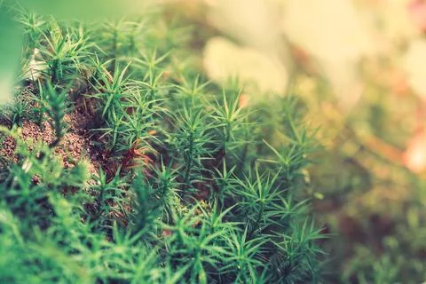 Peat Moss Sphagnum in the forest background Stock Photos