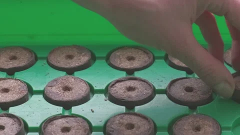 Peat Pellet Kits for Seed Starting Cucumbers, Tomatoes, Peppers Stock Footage 150664367