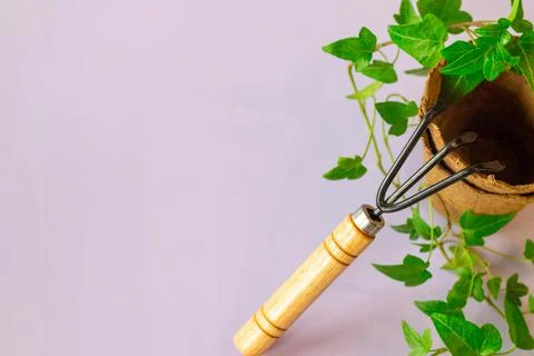 Peat pots and a small rake on the light pink background Stock Photos