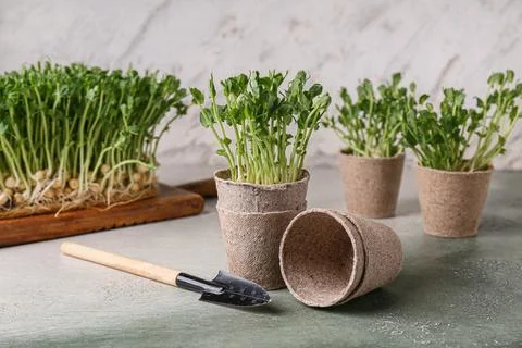 Peat pots with fresh micro green and shovel on grey grunge background, closeu Stock Photos