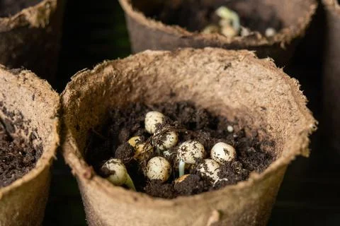 Peat pots with pea sprout inside. Close-up. Stock Photos