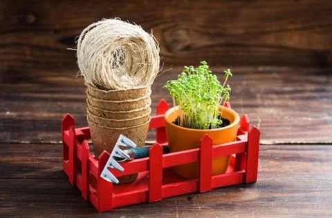 Peat pots, rough thread, rake and green sprouts in red box. Landing of seedli Stock Photos