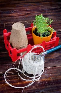 Peat pots, rough thread, rake and green sprouts in red box. Landing of seedli Stock Photos