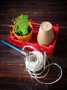Peat pots, rough thread, rake and green sprouts in red box. Landing of seedli Stock Photos