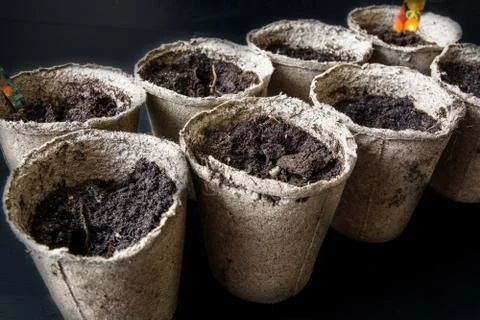 Peat Pots for Seedlings. Foto stock