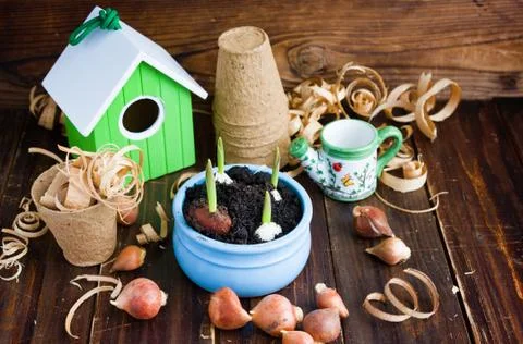 Peat pots, water can, nesting box and tulip bulbs. Stock Photos