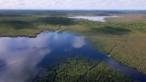 Peat swamp forest Stock Footage 203774584